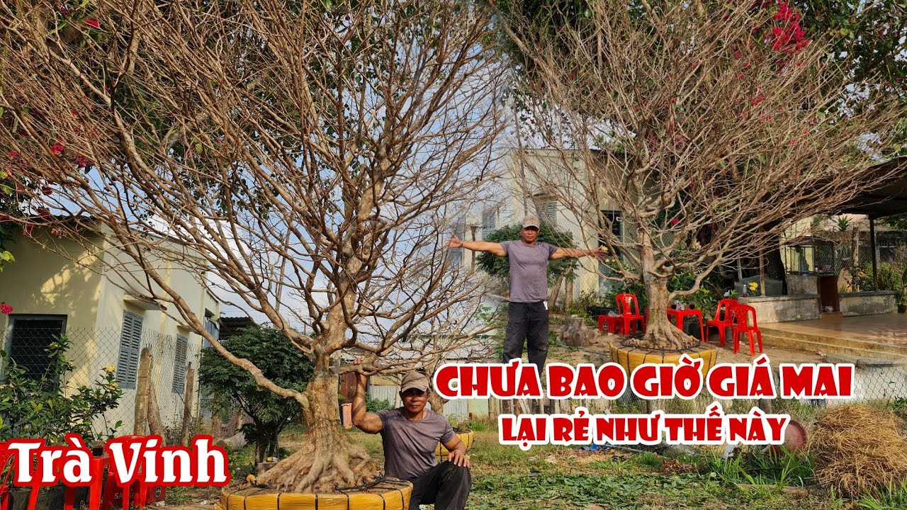 Gốc mai tàng HƠI BI KHỦNG bông chùm SIÊU THƠM ở Trà Vinh