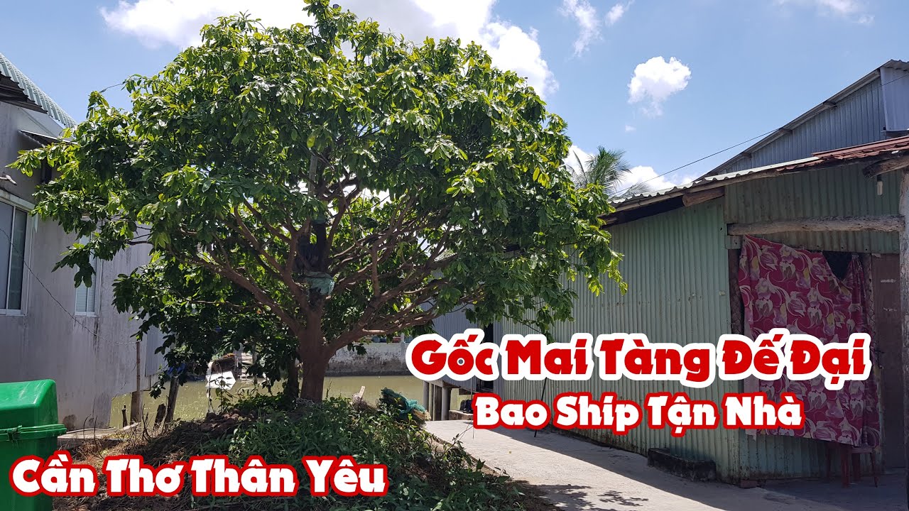 Gốc mai tàng đế đại của anh Tuân Cần Thơ bao ship tận nhà 0947088099