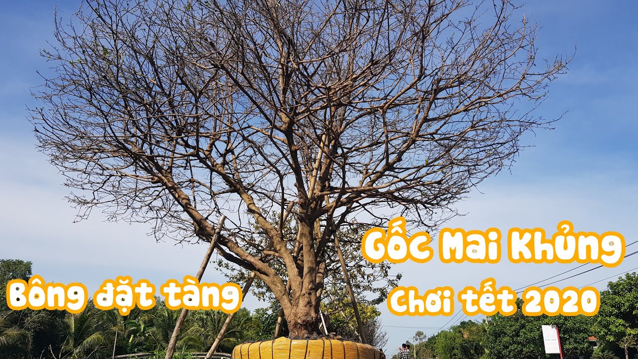 Gốc mai vàng chơi tết 2020 tàng thiên nhiên siêu đẹp ở Kiên Giang liên hệ 0843447650