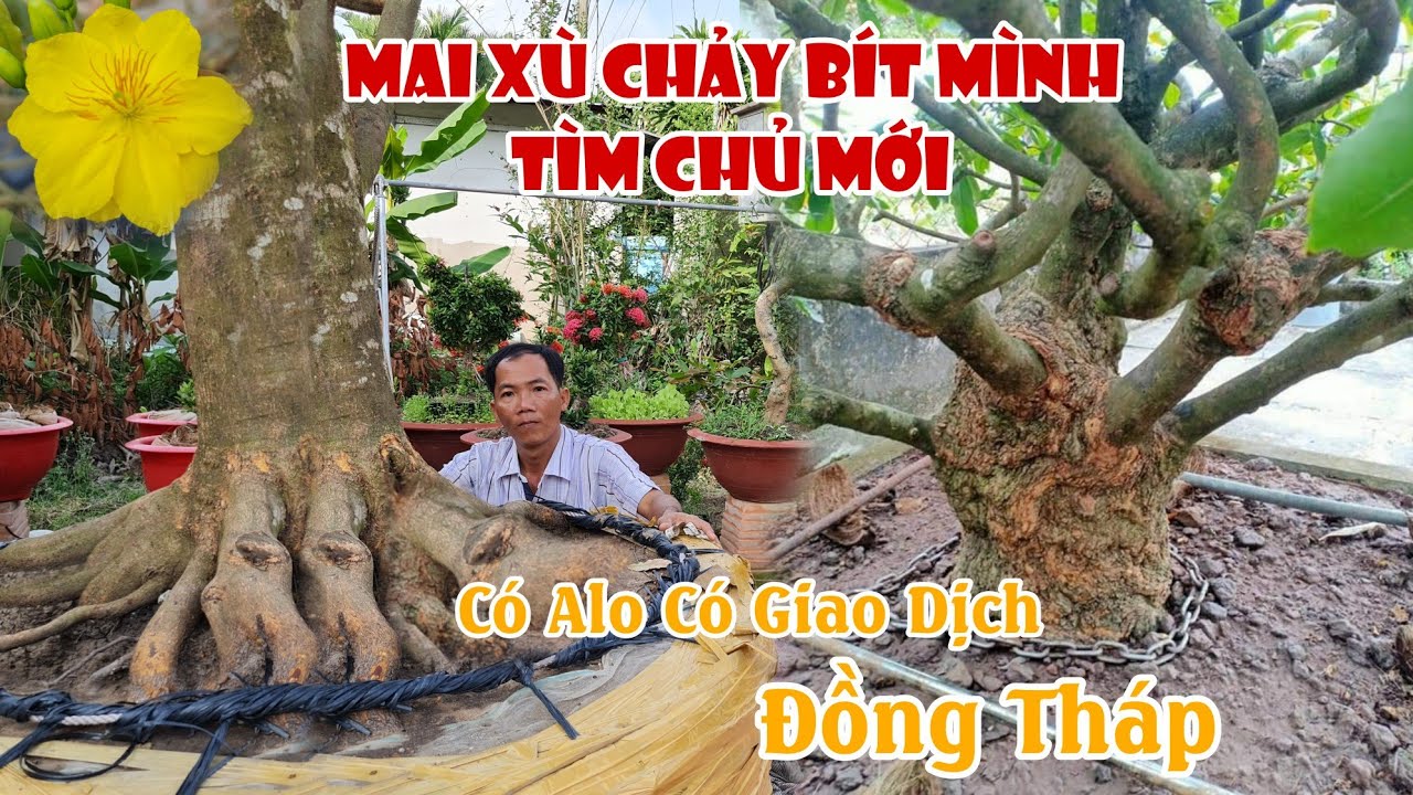 Gốc mai xù chảy có bộ đế HƠI BỊ ĐỈNH bông chùm ở Đồng Tháp 0916490067