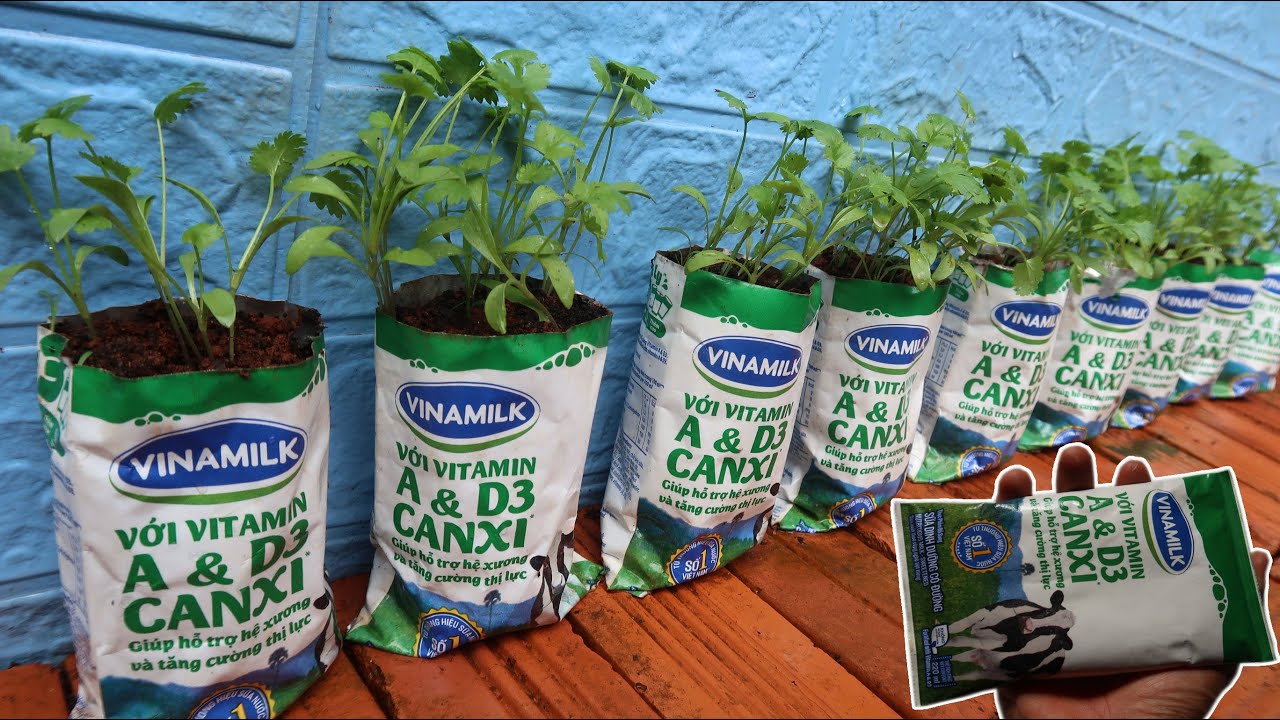 Grow coriander in milk bags - Tận dụng bì sữa bỏ đi để trồng ngò