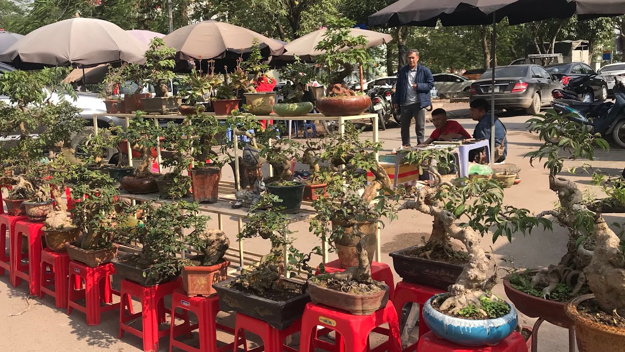 HÀNG BONSAI GIÁ RẺ 30K, 50K ĐẮT HÀNG NHƯ TÔM TƯƠI - NHÌN MÀ THÈM, PHIÊN NÀY CÂY TO Ế QUÁ