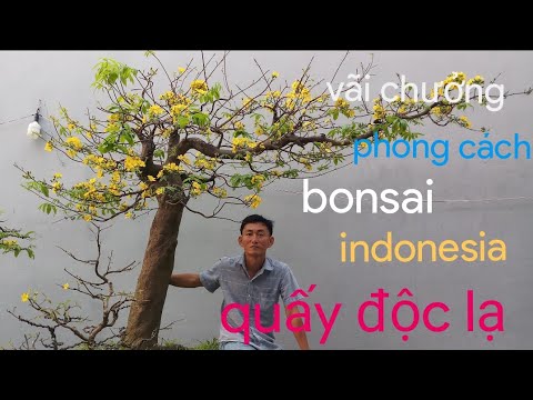 Hải Vũ làm tay cành bonsai cho cây mai bay || quấy độc lạ