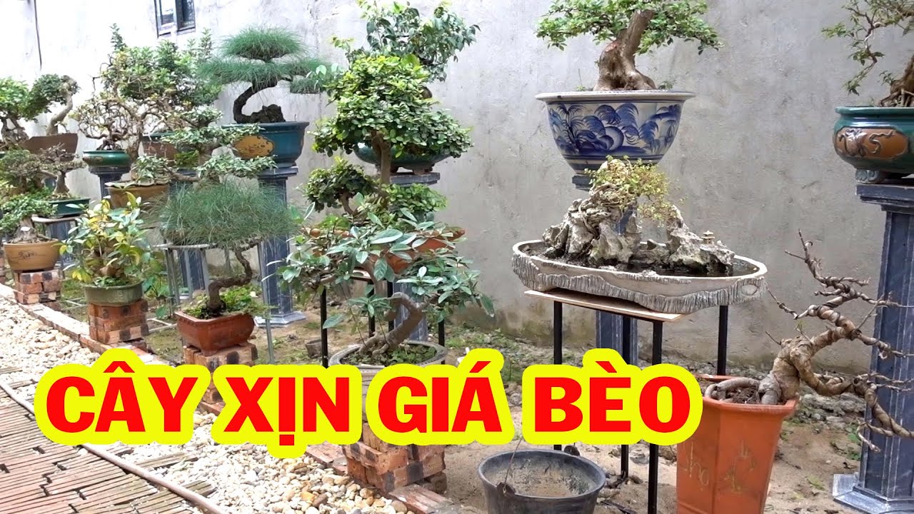 Hàng mới về đẹp không tì vết, giảm giá nhiều cây đẹp - beautiful bonsai trees