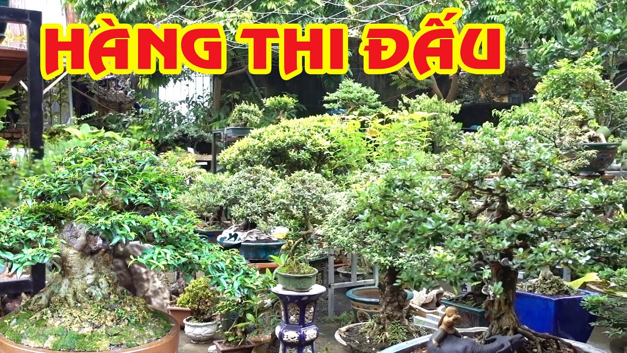 Hàng thi đấu đẹp, mịn giá tiền như thế nào - selling beautiful bonsai trees