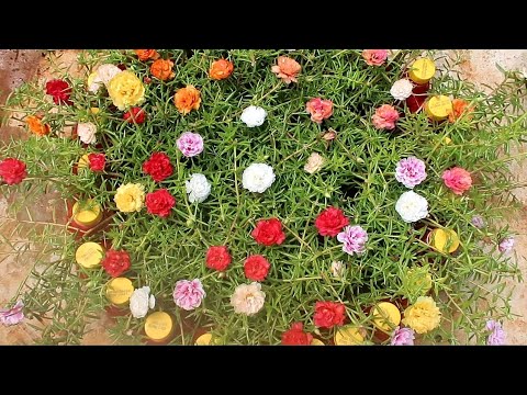 How to grow portulaca moss rose at home bloom beautiful