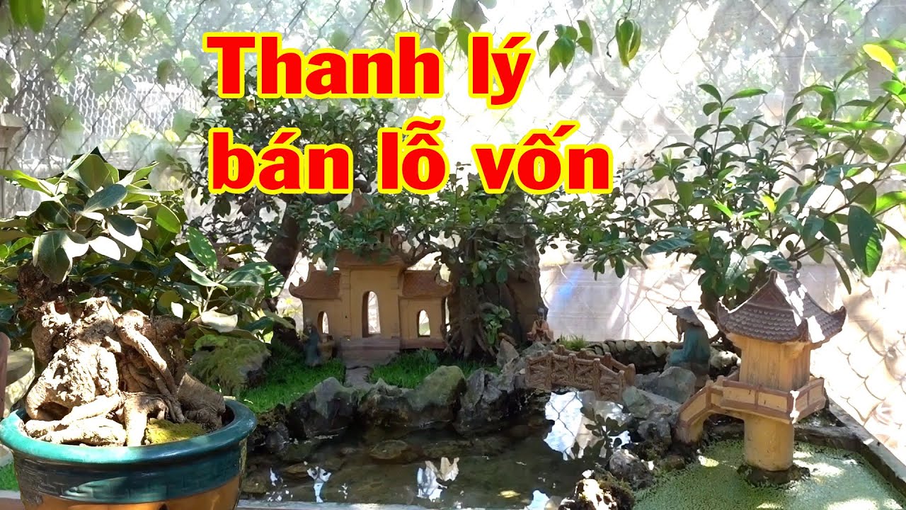 Kiểm tra tuổi chậu Bá Đạo nhất, cây quý cũng thanh lý bán lỗ - cheap bonsai trees