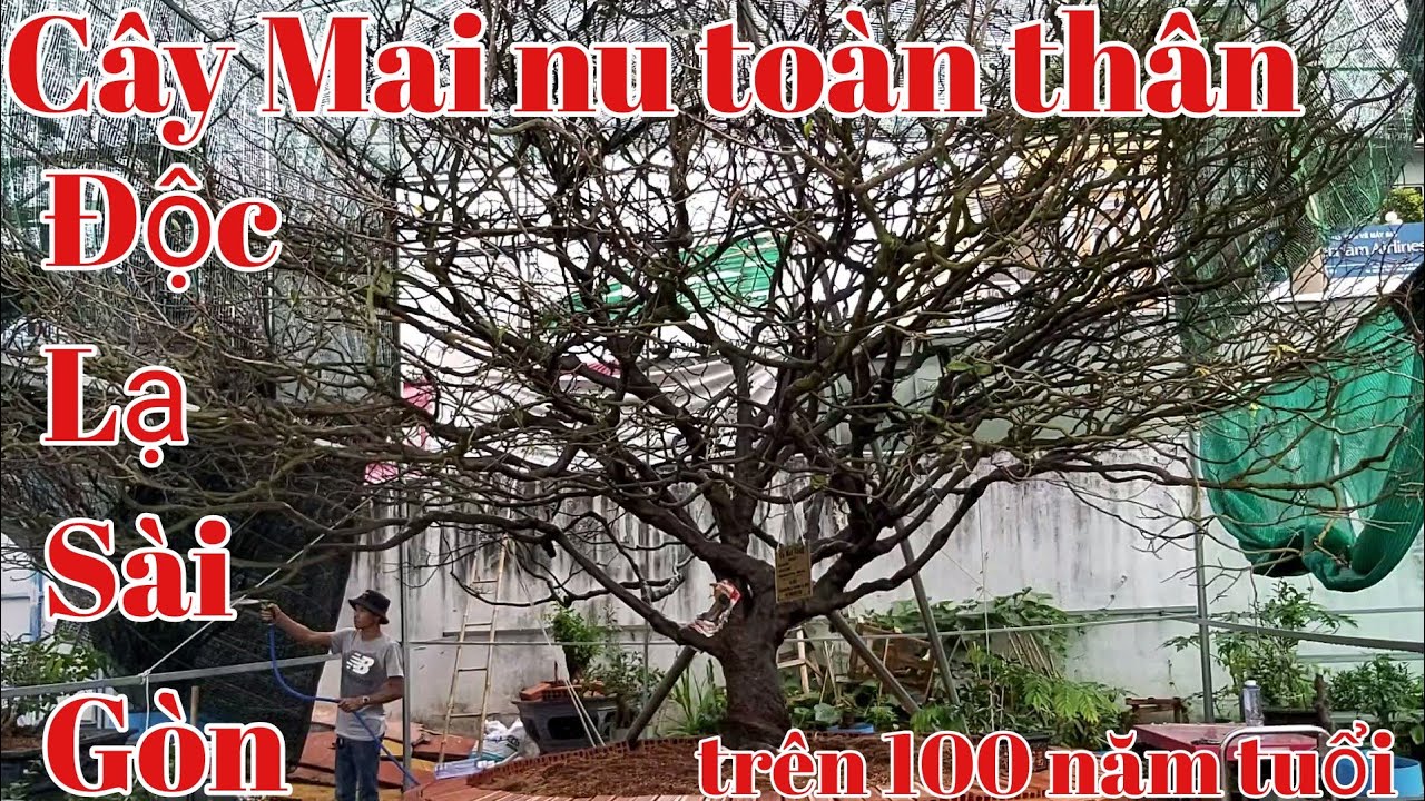Lão Mai nu  toàn thân độc lạ tại Sài Gòn có hoành 96cm hơn 100 năm tuổi.