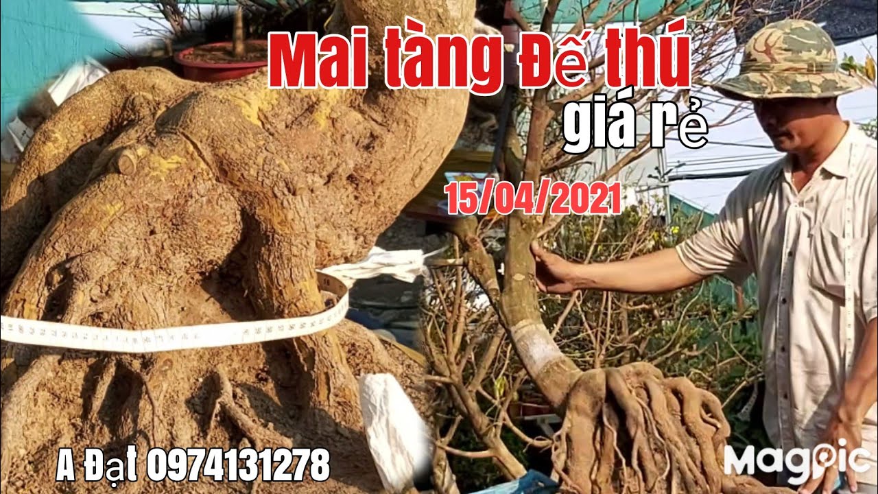 Lô Mai đế thú quái tàng giá hữu nghị gặp A Đạt 0974131278 Sài Gòn