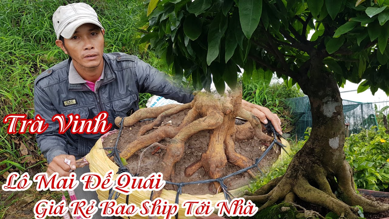 Lô mai giảo bông 8 đến 12 cánh của anh Hiệp Trà Vinh 0986657730