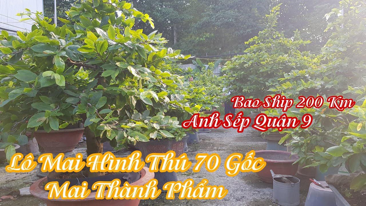 Lô mai hình thú thành phẩm 70 gốc của anh Sếp quận 9 0795114324