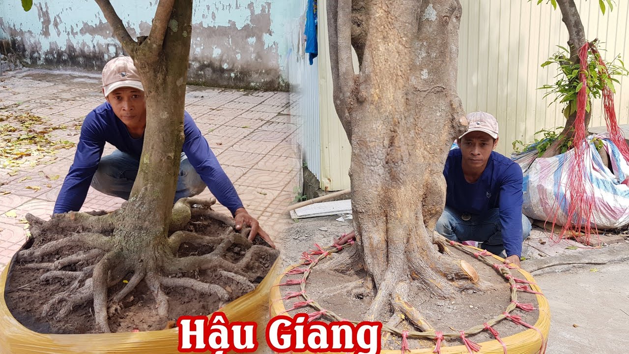 Lô mai tàng rin đế siêu đẹp của anh Tuấn Hậu Giang 0933890474