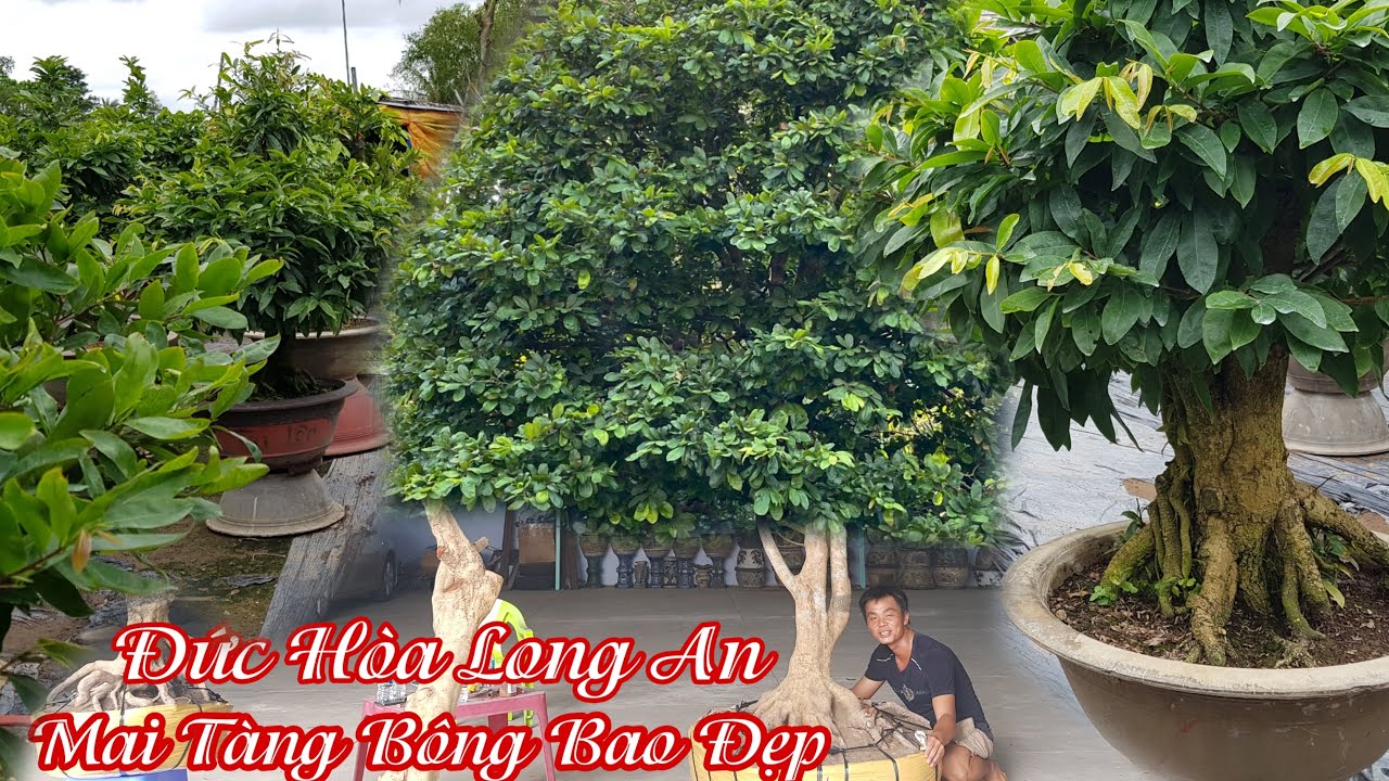 Lô mai vàng bông bao đẹp đế đều 24h của anh Đắc Long An