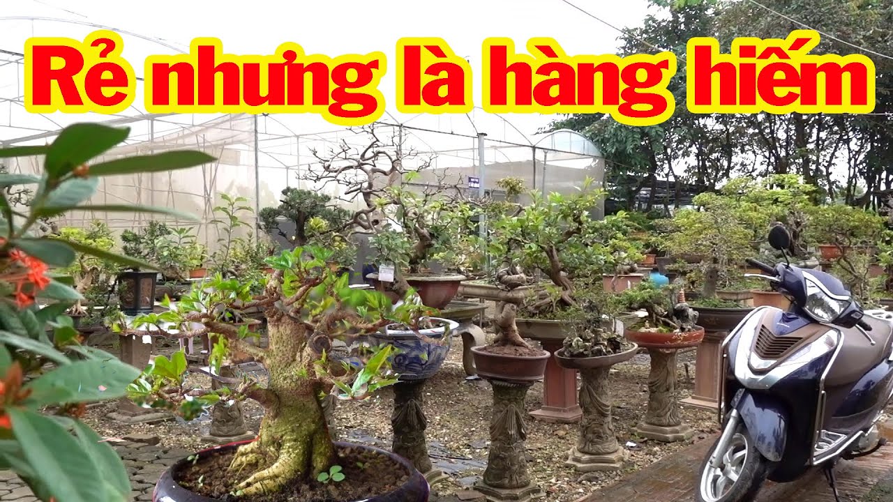 Loại cây ít tiền nhưng hiếm khi mới gặp được cây như thế này - bonsai trees is cheap