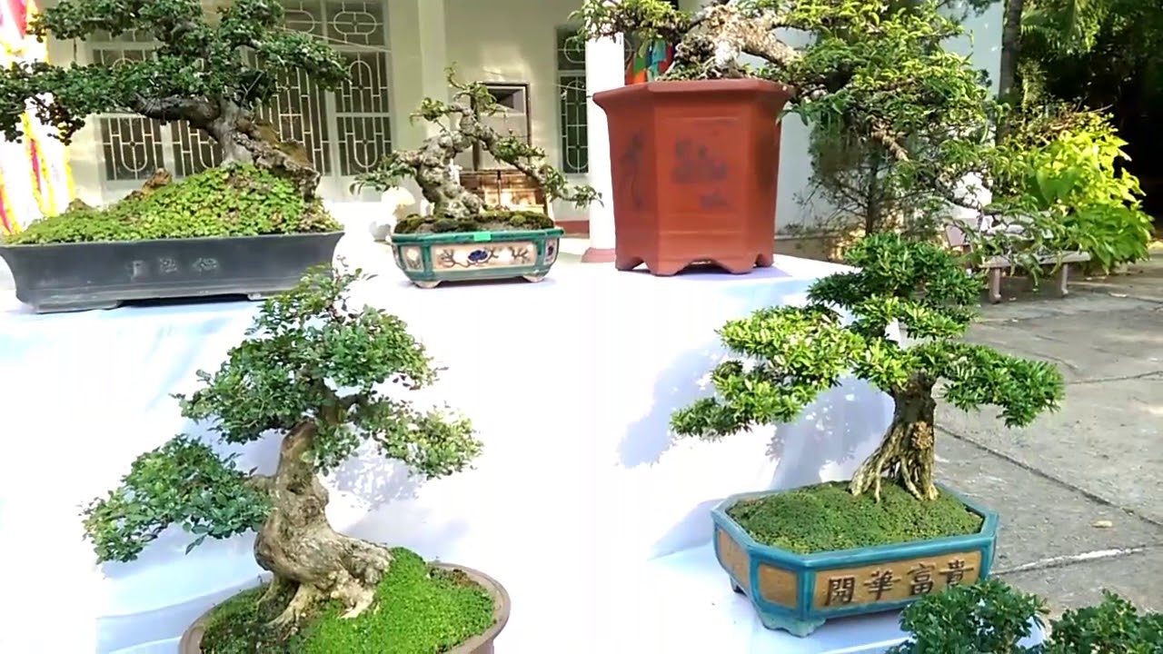 Lộc Vừng siêu nhỏ - Bonsai Binh Dinh