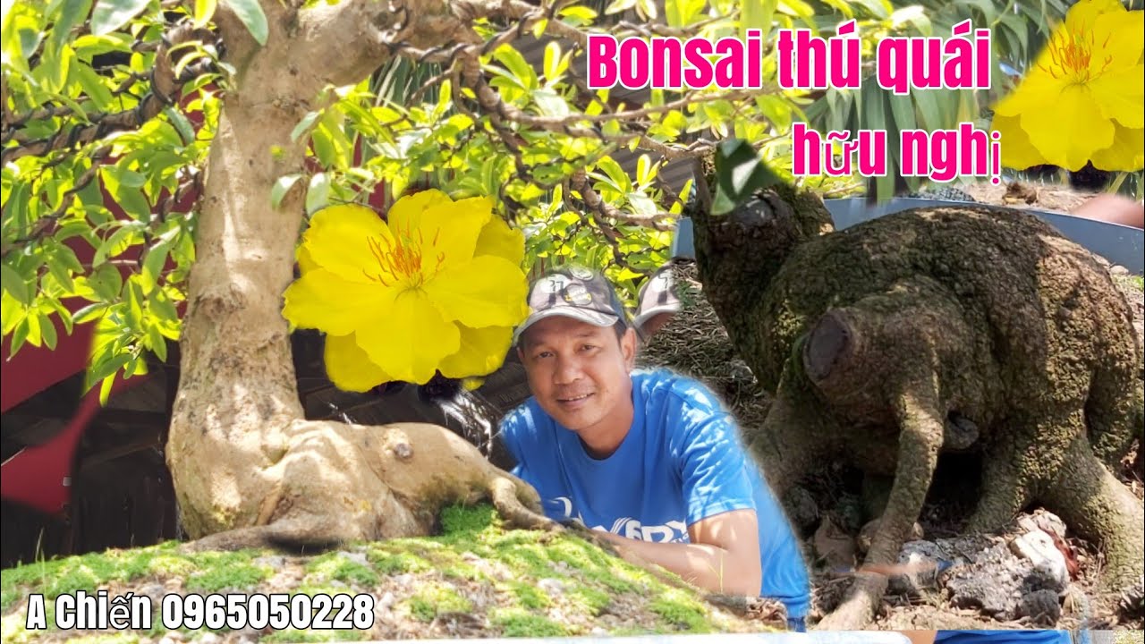 Mai Bonsai đế đẹp bao bông đẹp giá hữu nghị gặp A Chiến 0965050228 Châu Phú AG