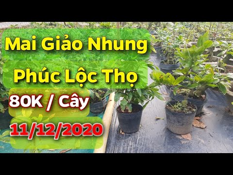 Mai Giảo Nhung - Phúc Lộc Thọ - 80K/ Cây - 11/12/2020