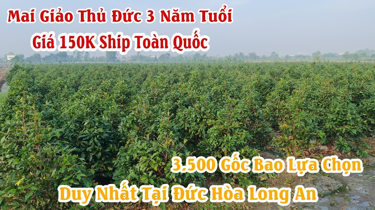 Mai Giảo Thủ Đức 3 năm tuổi 150K ở Long An 0982333221 Zalo 0963438324