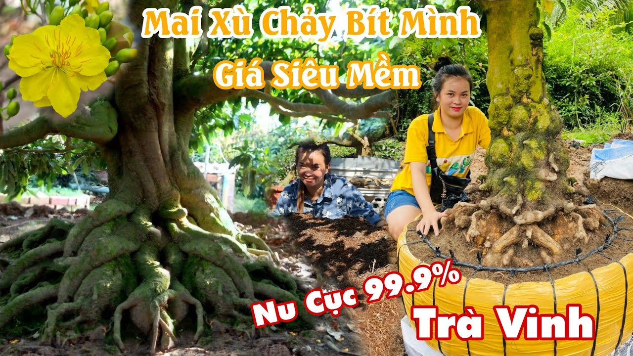 Mai XÙ CHẢY NU CỤC BÍT MÌNH 99% giá mềm phao tại Trà Vinh 0982003090