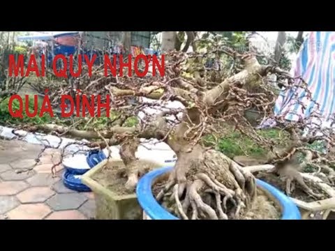 Mai bán tại Quy Nhơn quá đẹp-Bonsai Binh Dinh