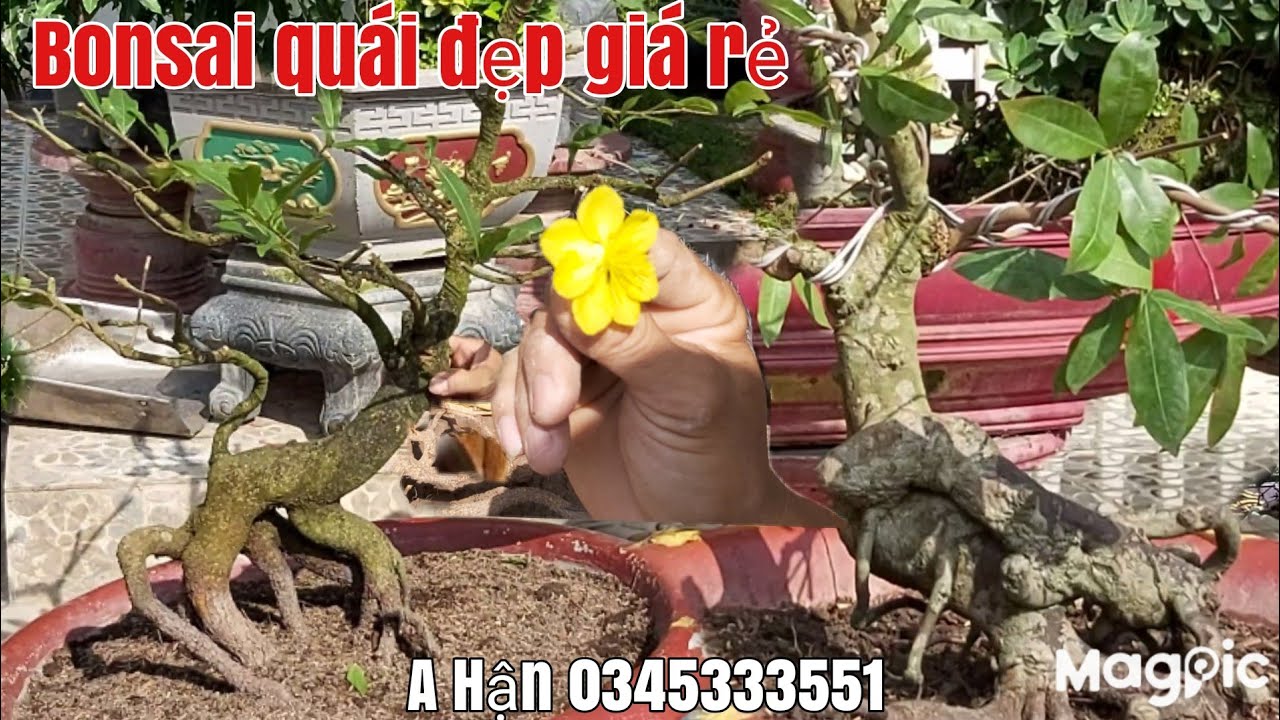 Mai bonsai siêu quái và cây mai tàng đế thú siêu đẹp giá rẻ 0345333551