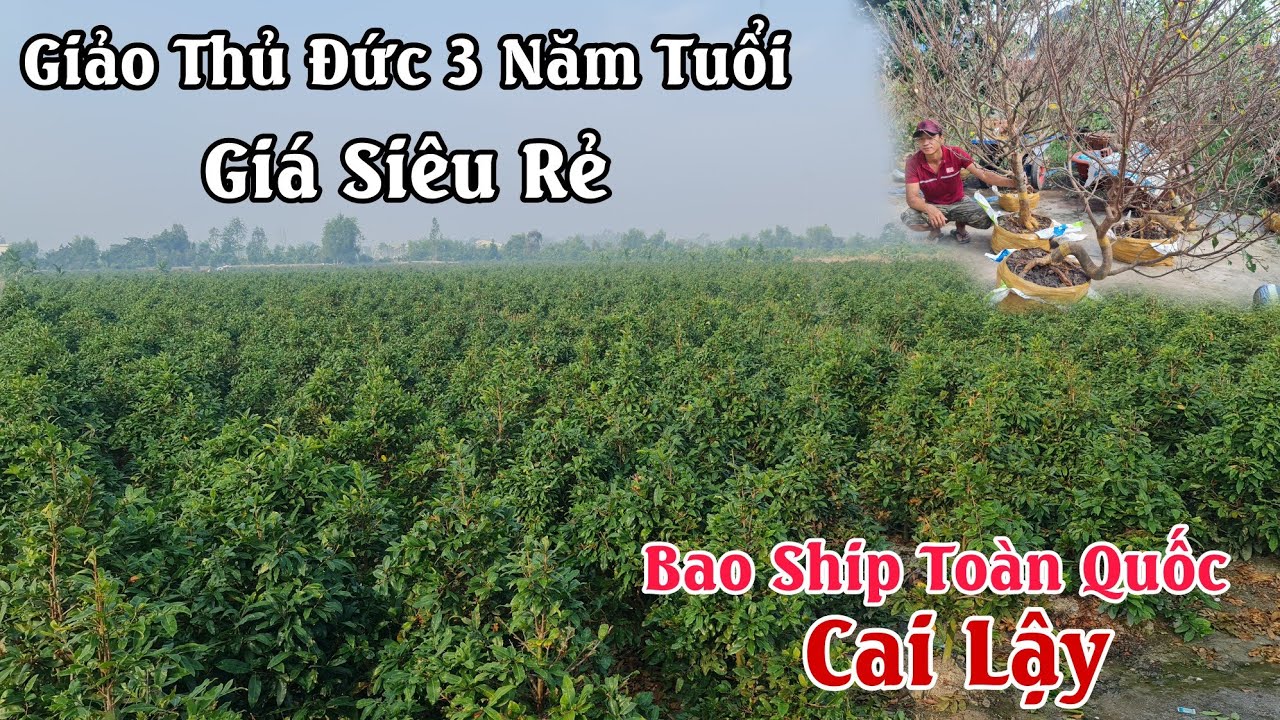 Mai giảo thủ đức 3 năm tuổi giá siêu rẻ ở Cai Lậy bao ship toàn quốc