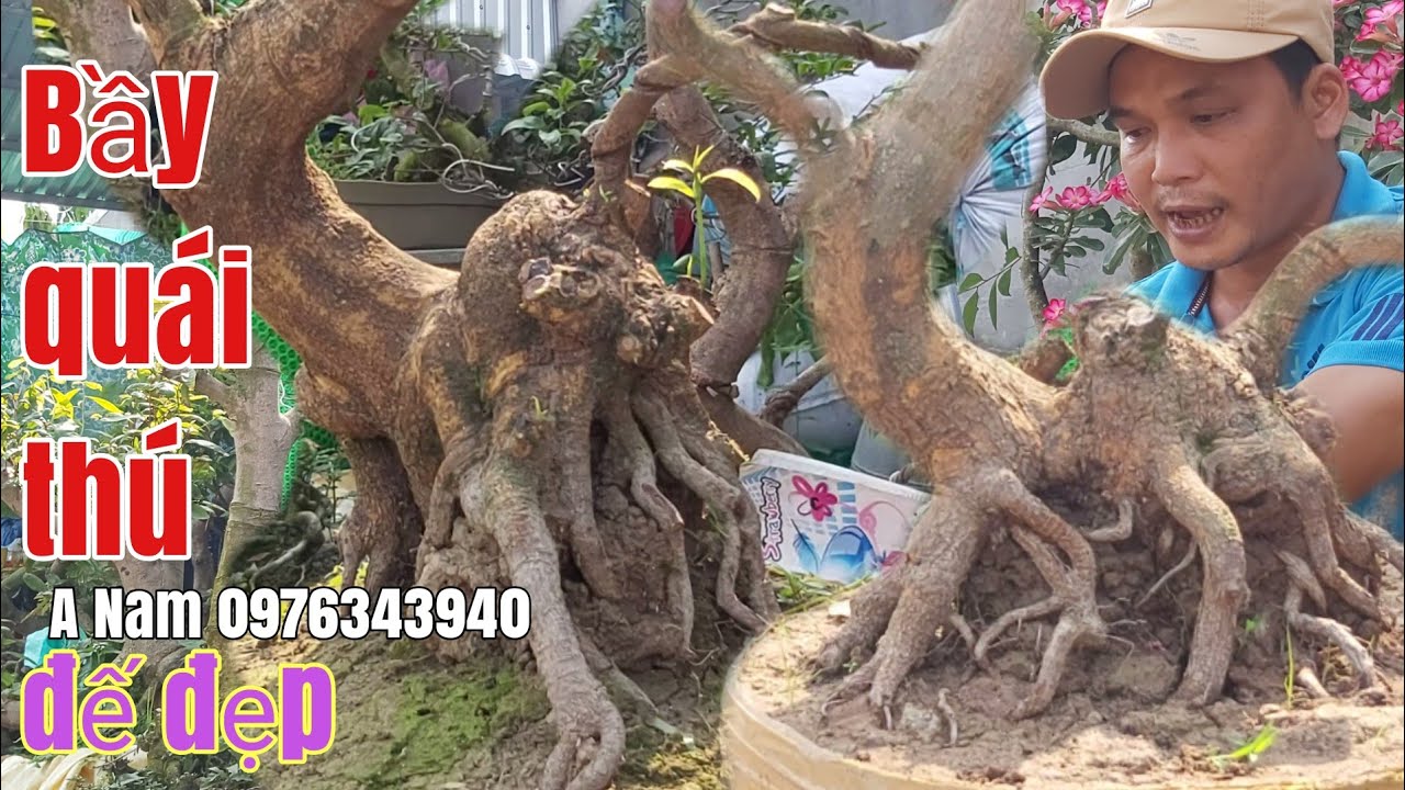 Mai phôi bonsai quái đế đẹp giá rẻ gặp A Nam 0976343940 Châu Phú AG