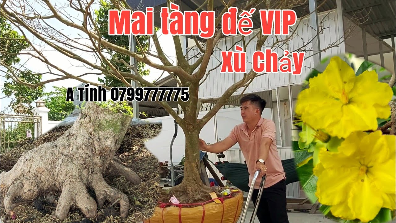 Mai tàng đế VIP và Cây Mai xù thành phẩm dáng thú,bông dảo gặp A Tính 0799777775 Hậu Giang