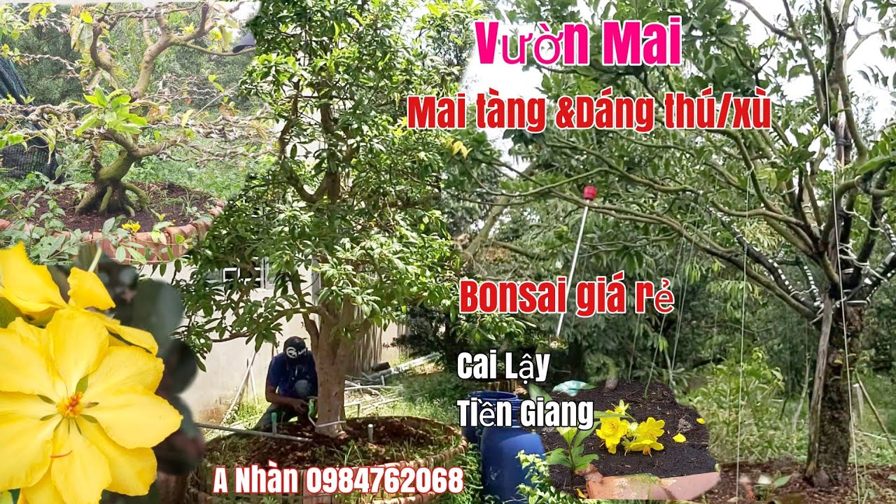 Mai tàng một cốt/Bon sai cụm rừng /xù bông đẹp gặp A Nhàn 0984762068 Tiền Giang