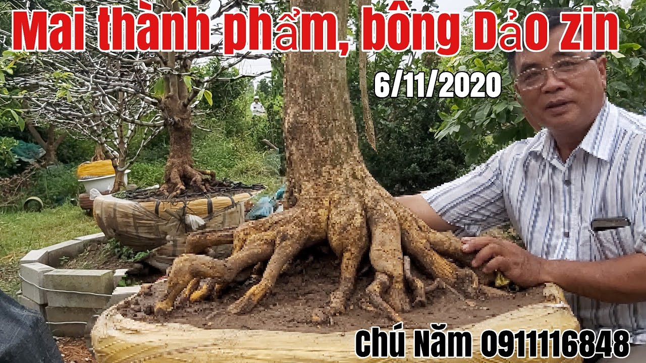 Mai tàng thành phẩm bông đẹp,Dảo Zin hữu nghị gặp Chú Năm 0911116848