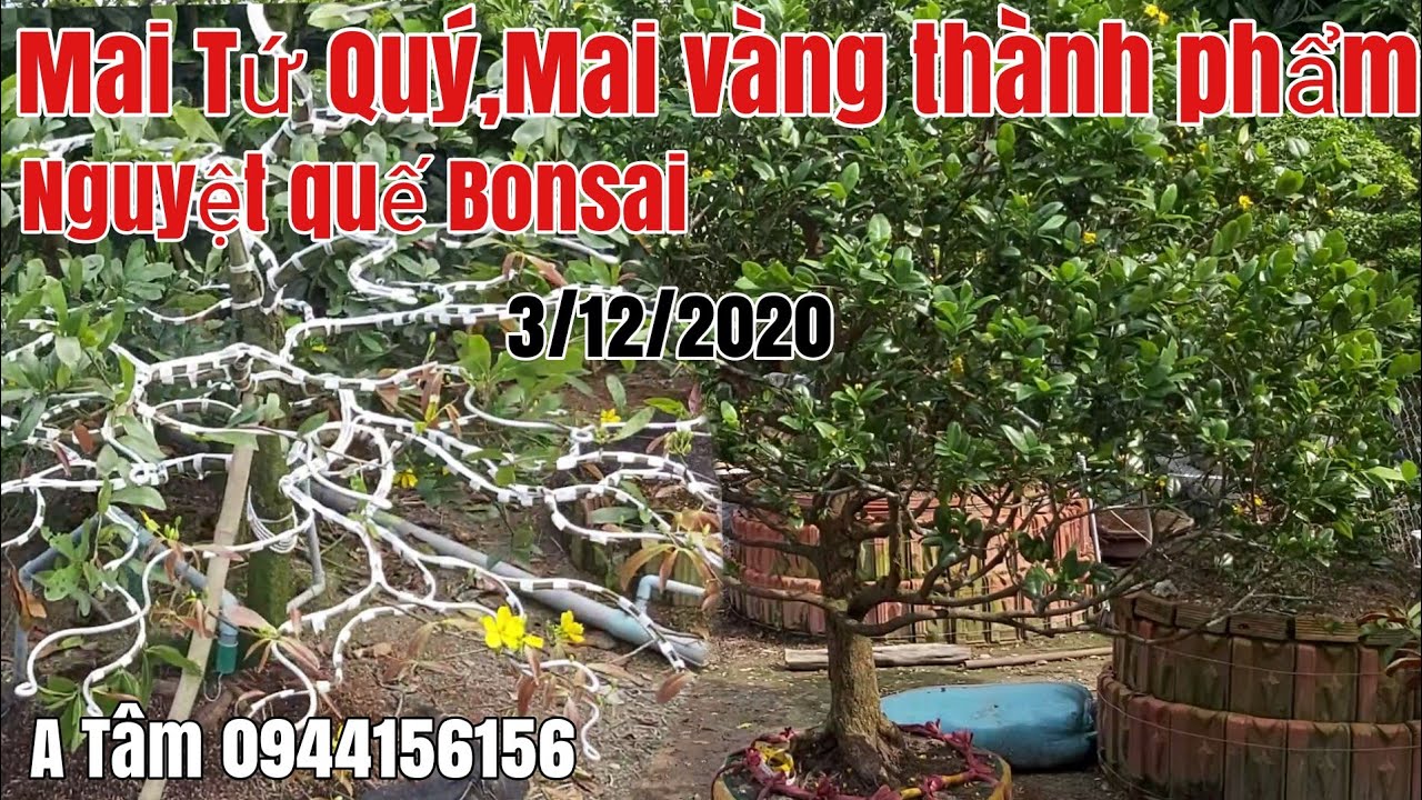 Mai tàng thành phẩm và nguyệt quế bonsai đẹp gặp A Tâm 0944156156