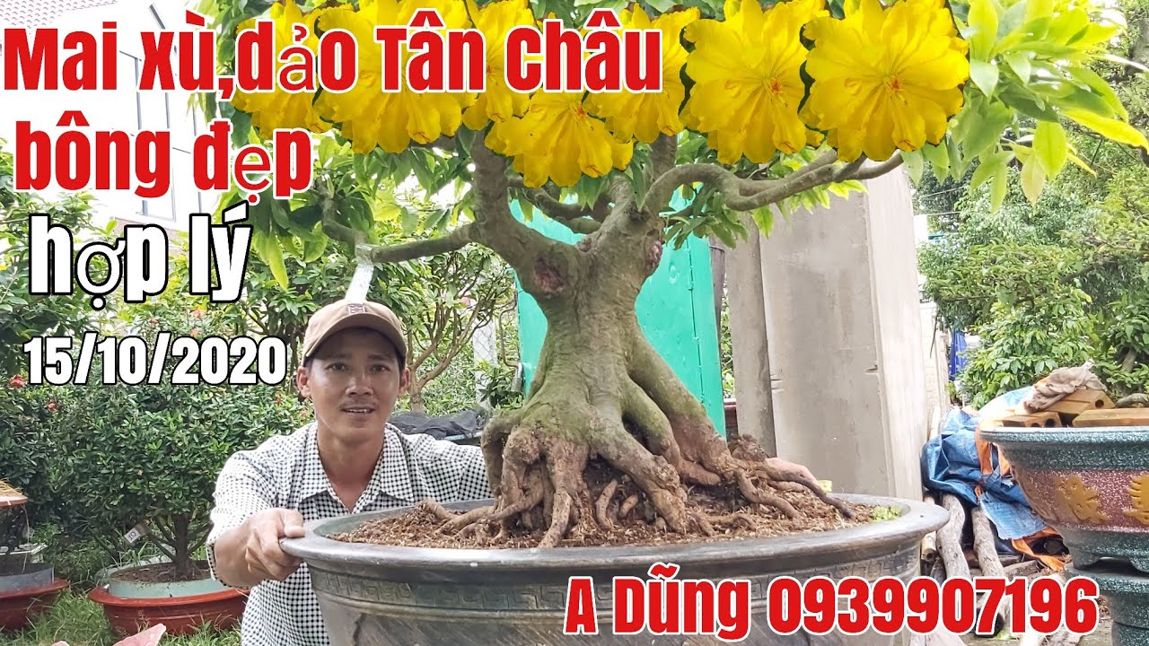 Mai thành phẩm xù,dảo Tân Châu bông đẹp giá hữu nghị gặp A Dũng 0939907196