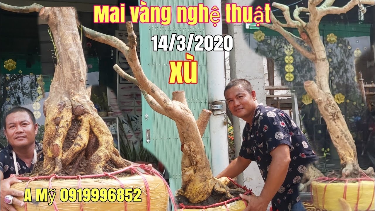 Mai vàng dáng nghệ thuật //Bonsai đế đẹp gặp A Mỹ 0919996852 Châu Phú AG