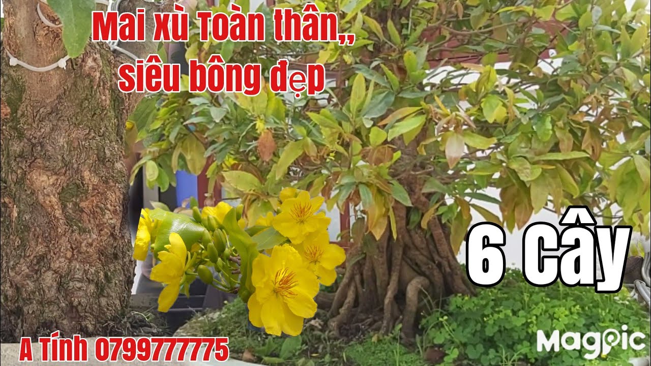 Mai xù toàn thân siêu đế,Bonsai,tàng thành phẩm bao bông đẹp giá rẻ gặp A Tính 0799777775 Hậu Giang