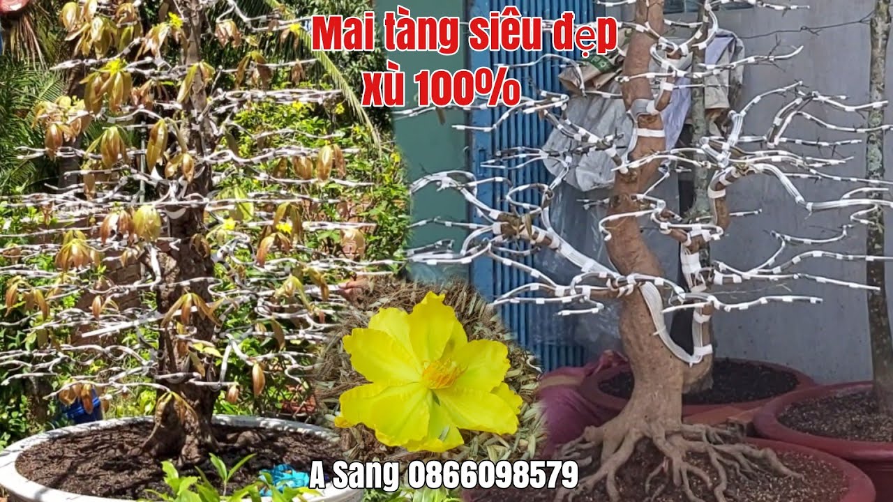 Mai xù toàn thân/Mai thành phẩm đế siêu đẹp /Thanh Mai giá hữu nghị gặp A Sang 0866098579 Hậu Giang