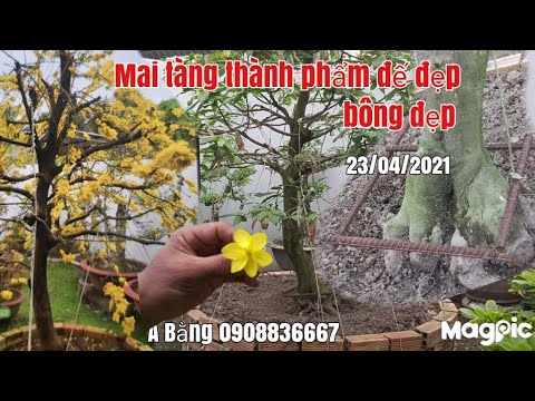 Mai xù,mai tàng thành phẩm một cốt giá hữu nghị gặp A Bằng 0908836667