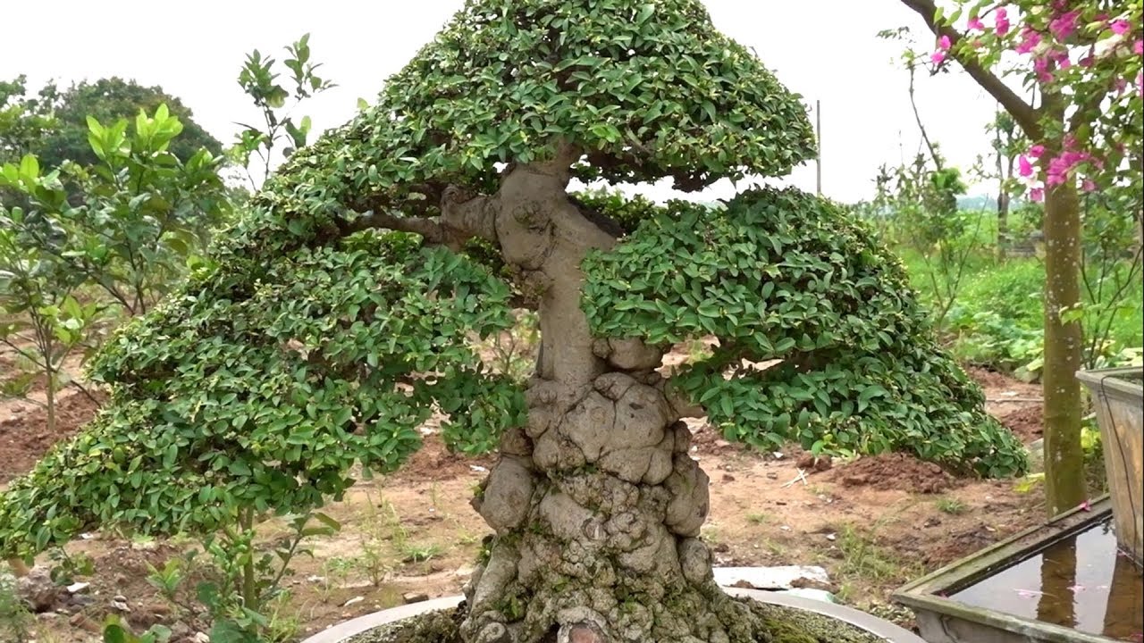 Mấy bác thích cây này quá mà chủ vẫn chưa gật, dàn cây nét nhất - the most beautiful bonsai trees