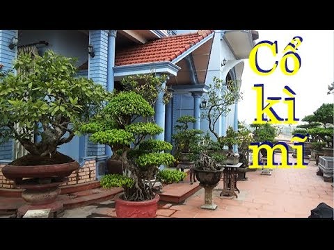 Như lời đồn về khu vườn cây cổ không sai/ "phú hào cây cổ"