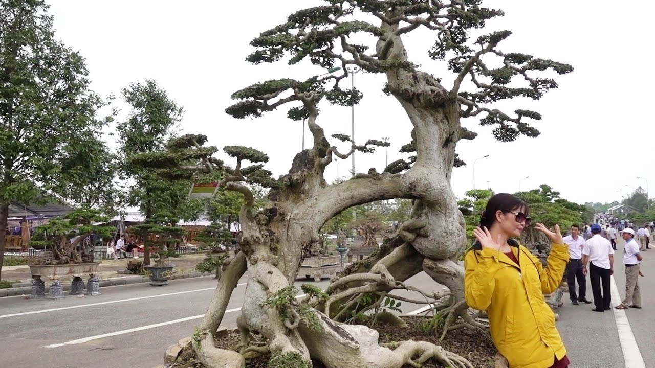 Những cây duối độc lạ và những cây sanh Nam Điền đẳng cấp - beautiful bonsai sanh and duoi