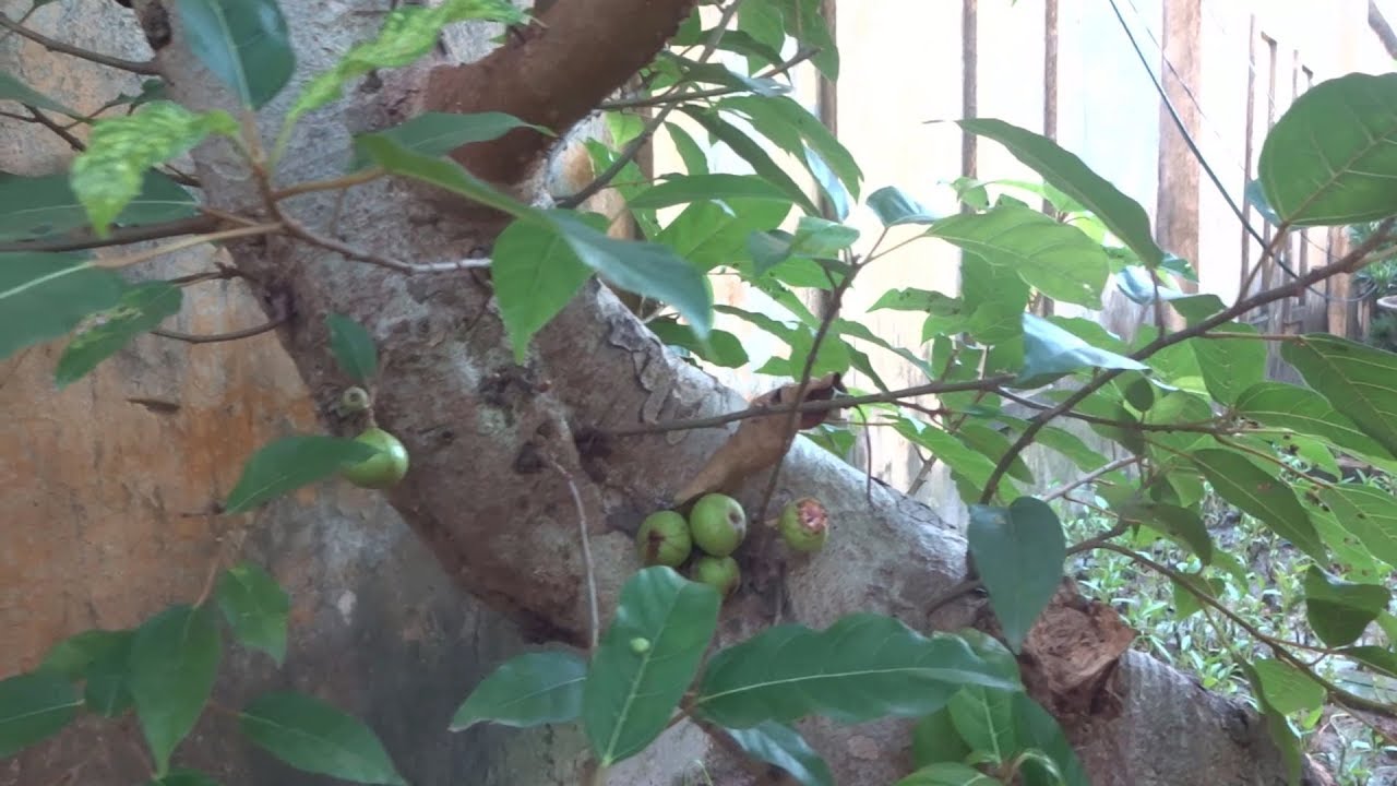 Những cây rẻ tiền nhưng cốt cây cũng được - bonsai trees