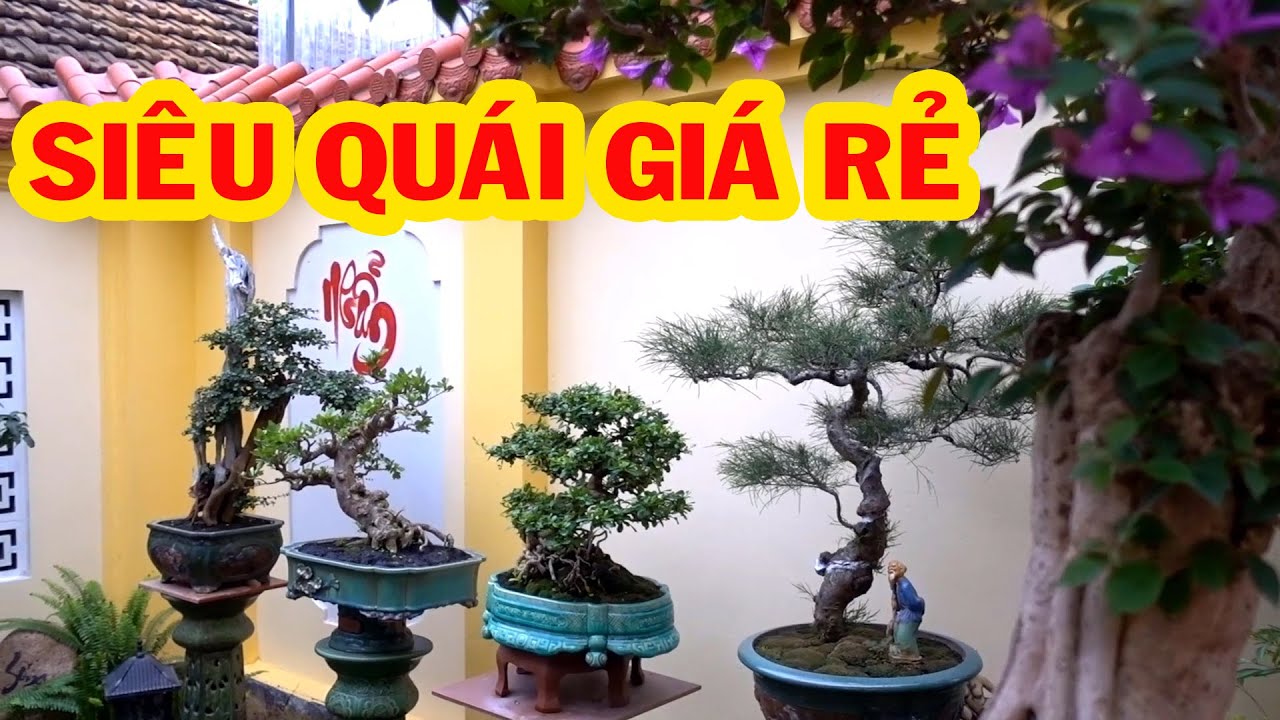Những cây siêu quái và quý hiếm giá rẻ - precious and rare bonsai trees