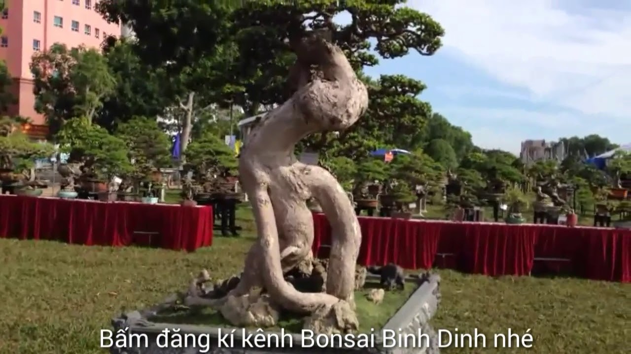 Nice works at the exhibition, Nhiều cây phôi đẹp - Bonsai Binh Dinh