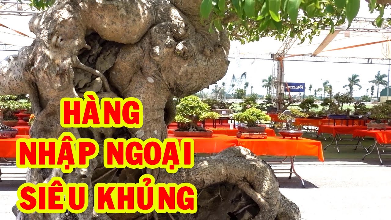 Ở Việt Nam hiếm có hàng khủng như thế này, nhiều cây khủng và đẹp - super bonsai trees