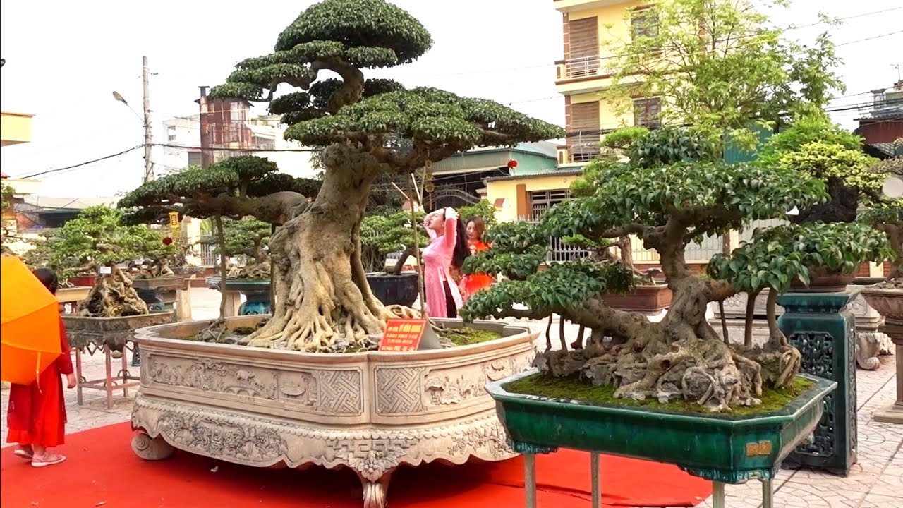 Phúc Đại Lộc và tác phẩm hơn 10 tỷ xôn xao cộng đồng mạng - beautiful bonsai trees