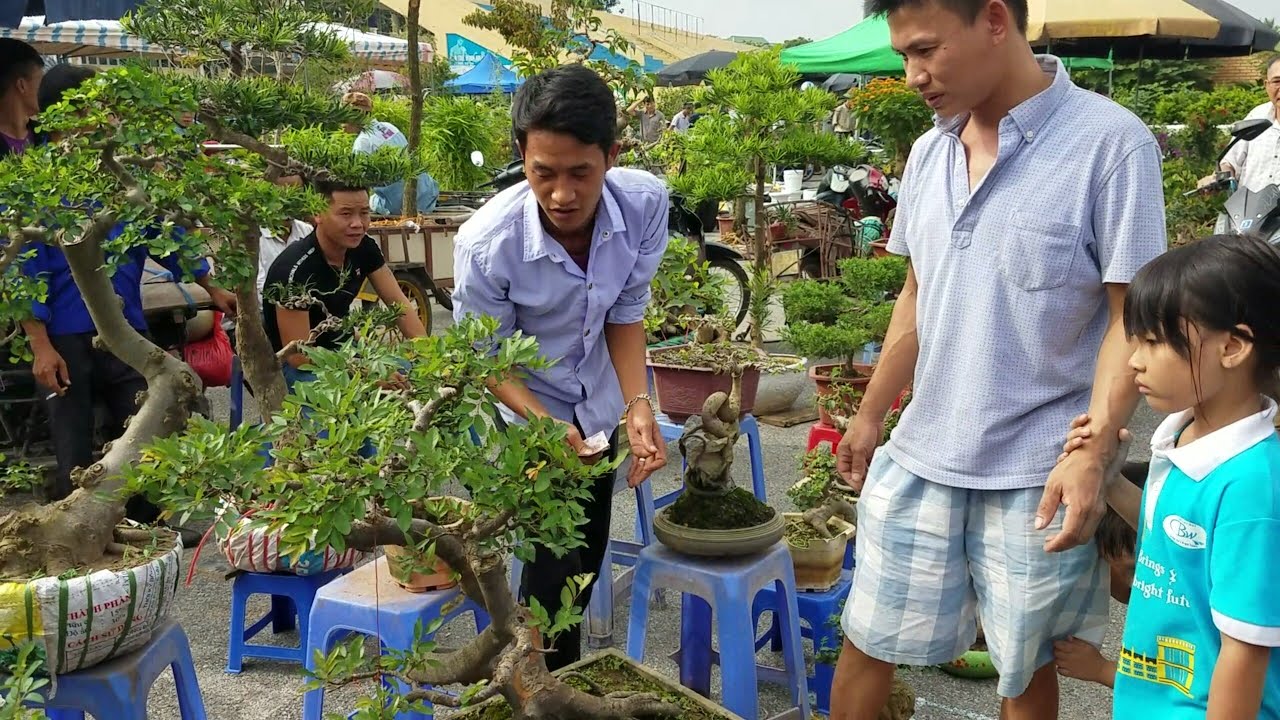 SH.1597.Cây Du giao dịch 1.5tr và báo giá nhiều loại khác hôm nay 19/8/2018