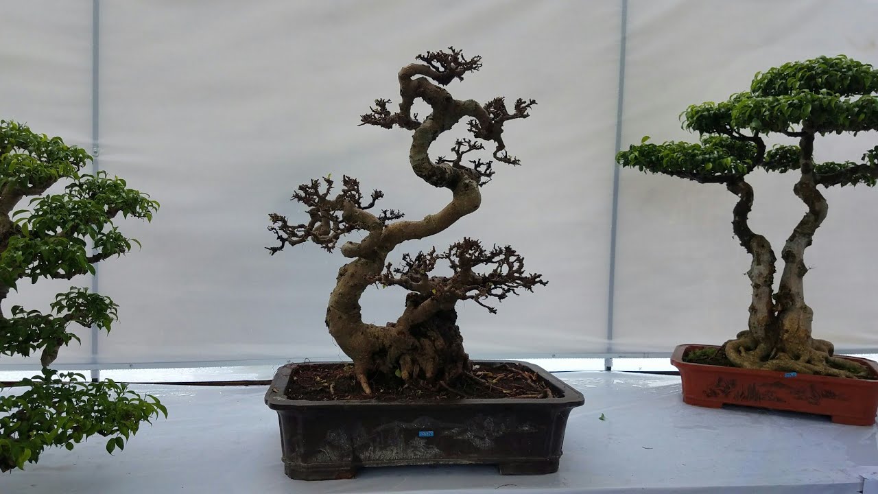 SH.1641.Độc đáo dàn bonsai của Hội SVC Hà Nam tại triển lãm SVC HNam29/8/2018