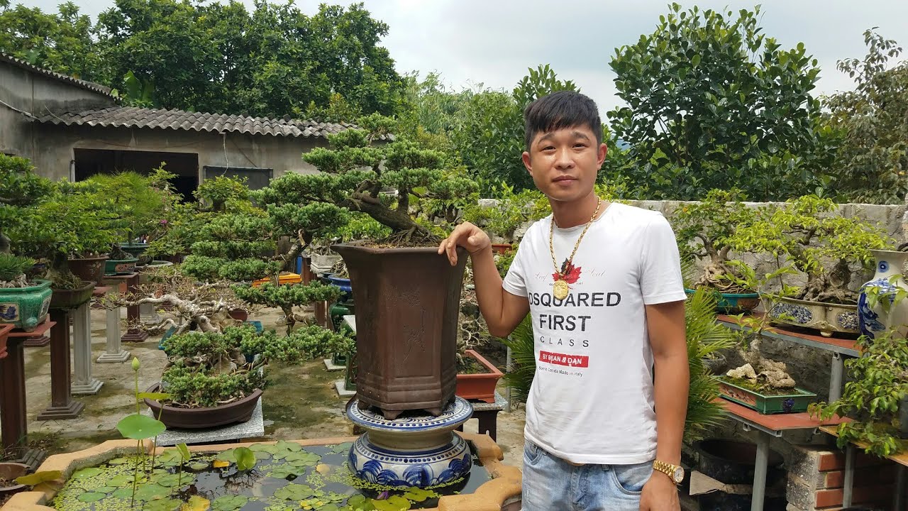 SH.2969.Báo giá 15tr cây Tùng dáng Huyền tuyệt đẹp tại vườn Tùng Anh.Quảng Yên. Quảng Ninh.