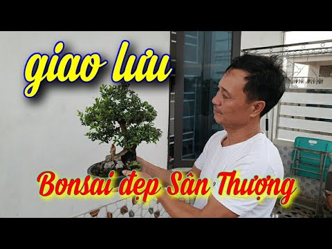 SH.4033. Độc đáo bonsai sân thượng đẹp Tuấn Lợi tp Thái Bình giao lưu với các bạn.