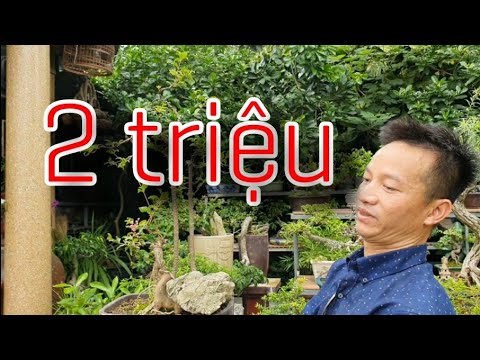 SH.4164. Báo giá từ 500K đến vài triệu một bonsai tầm nhỏ vườn Nguyễn Kim Sơn.tp Bắc Ninh.