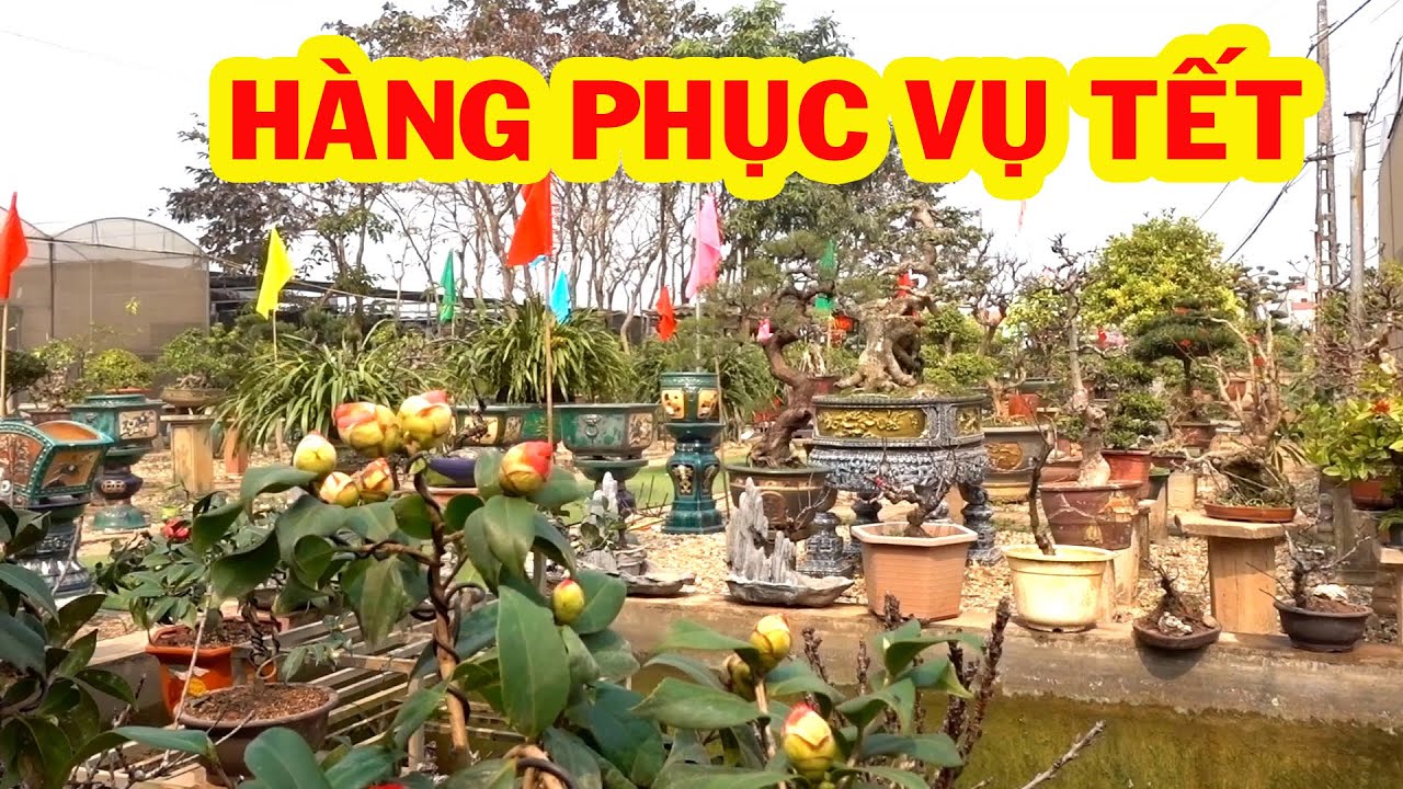 So sánh đào thất thốn ta và đào Trung Quốc, báo giá cây chơi tết, hoa trà, mai hồng ngọc - bonsais